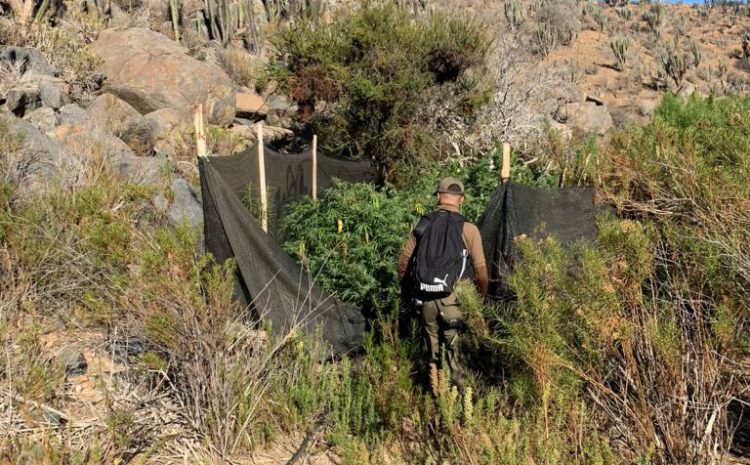  Casi 20 mil millones de pesos fueron decomisados en marihuana