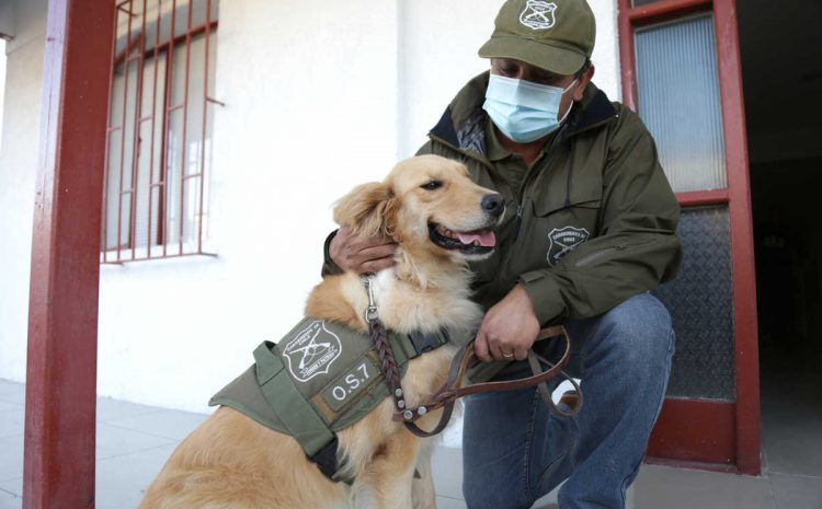  ¡Gracias Frengie! Can logra incautación histórica de ketamina a nivel local y nacional