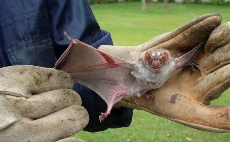  Canela: Se confirma un nuevo caso de rabia en murciélago