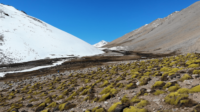  Monte Patria: 14 Mil hectáreas serán declaradas Santuario de la Naturaleza