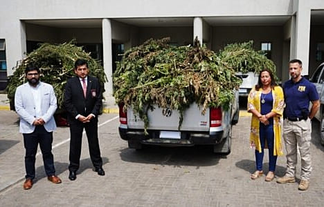  Los Vilos: Operativo Policial termina con la incautación de miles de plantas de Marihuana